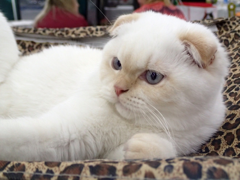 Поговорим о кошках 42