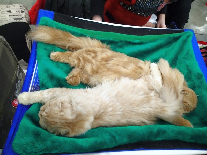 Поговорим о кошках 42