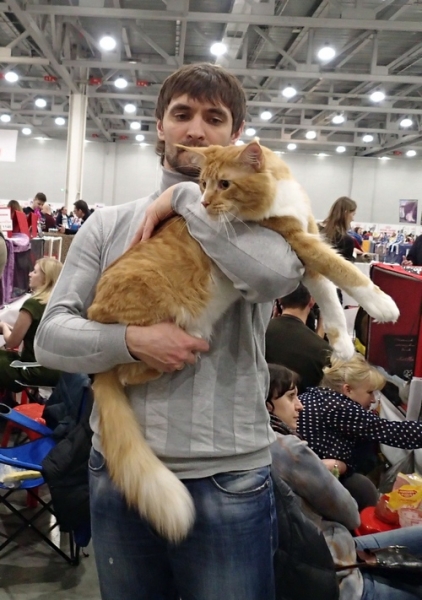 Поговорим о кошках 42