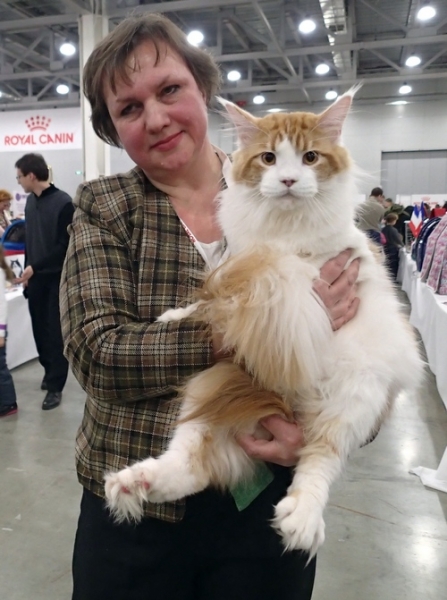 Поговорим о кошках 42