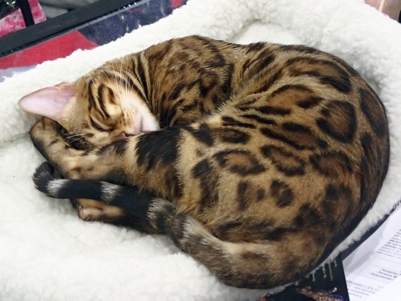 Поговорим о кошках 42