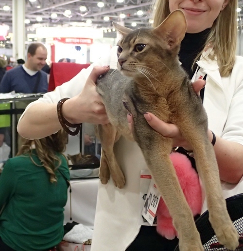 Поговорим о кошках 42