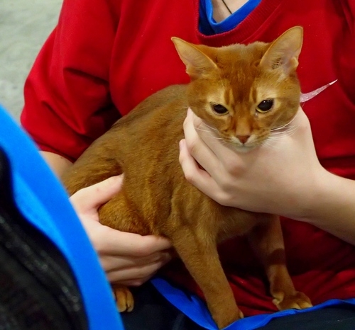 Поговорим о кошках 42