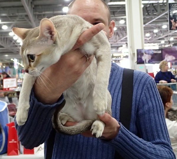 Поговорим о кошках 42