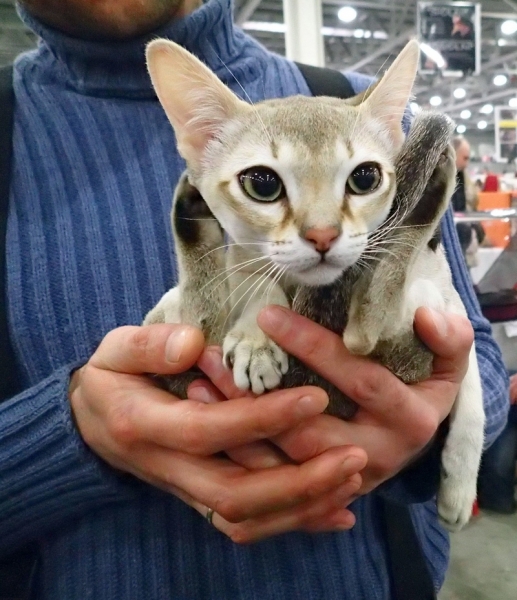 Поговорим о кошках 42