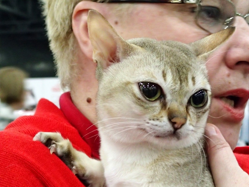 Поговорим о кошках 42