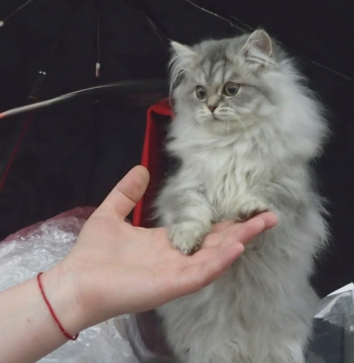 Поговорим о кошках 42