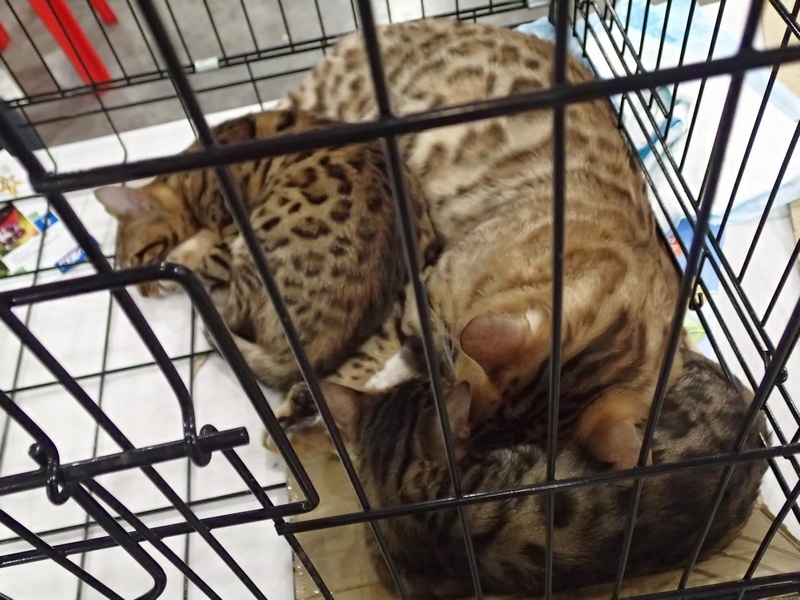 Поговорим о кошках 42