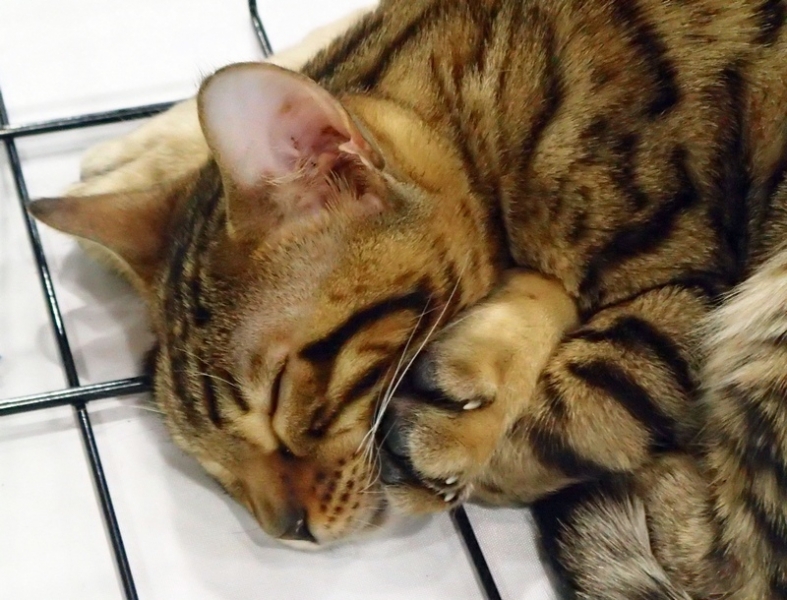 Поговорим о кошках 42