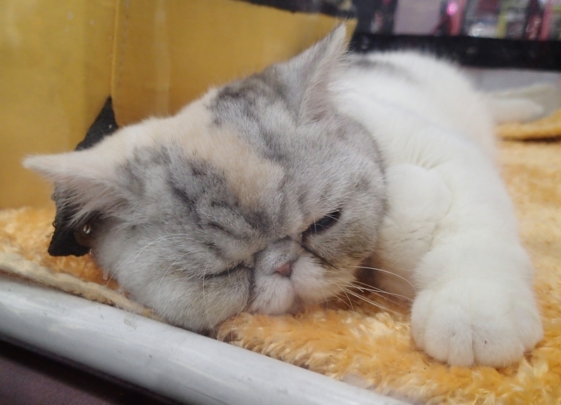 Поговорим о кошках 42