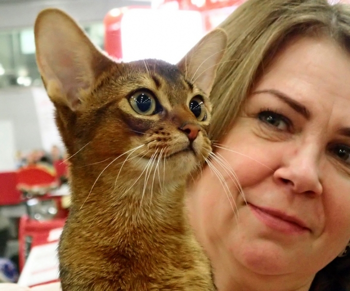 Поговорим о кошках 42