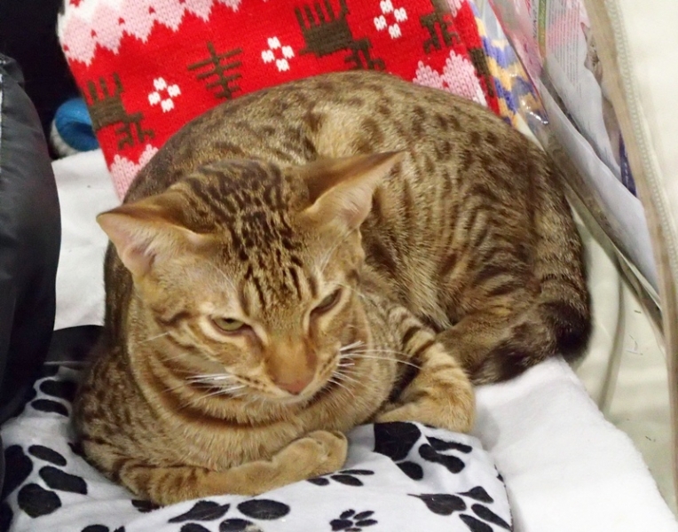 Поговорим о кошках 42