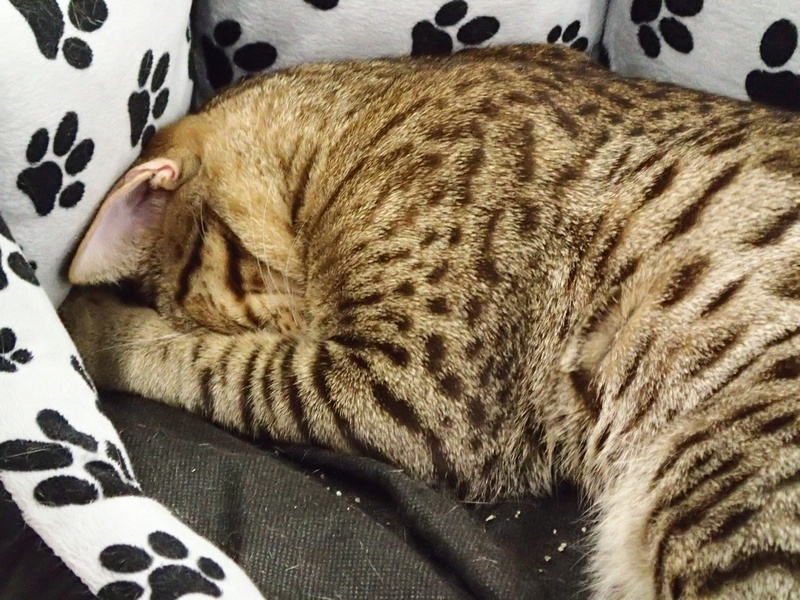 Поговорим о кошках 42