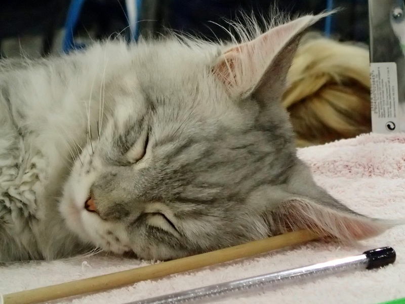 Поговорим о кошках 42