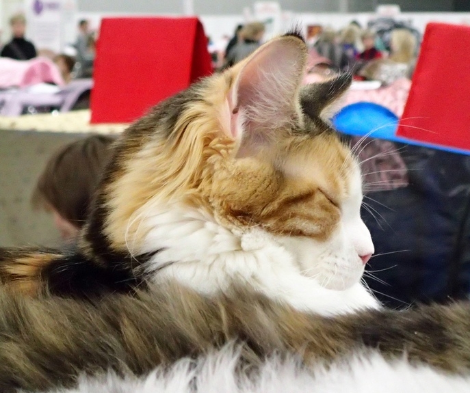 Поговорим о кошках 42