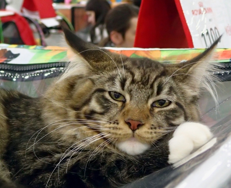 Поговорим о кошках 42