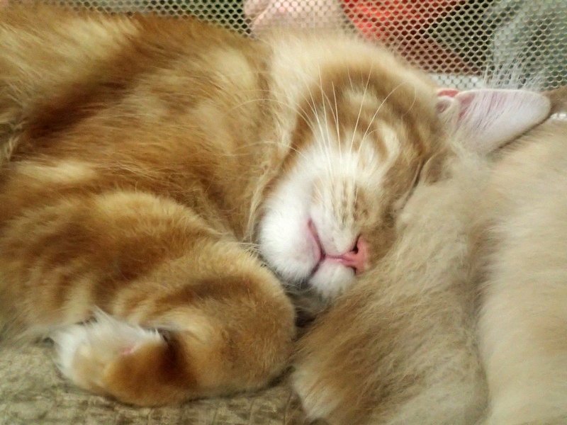 Поговорим о кошках 42