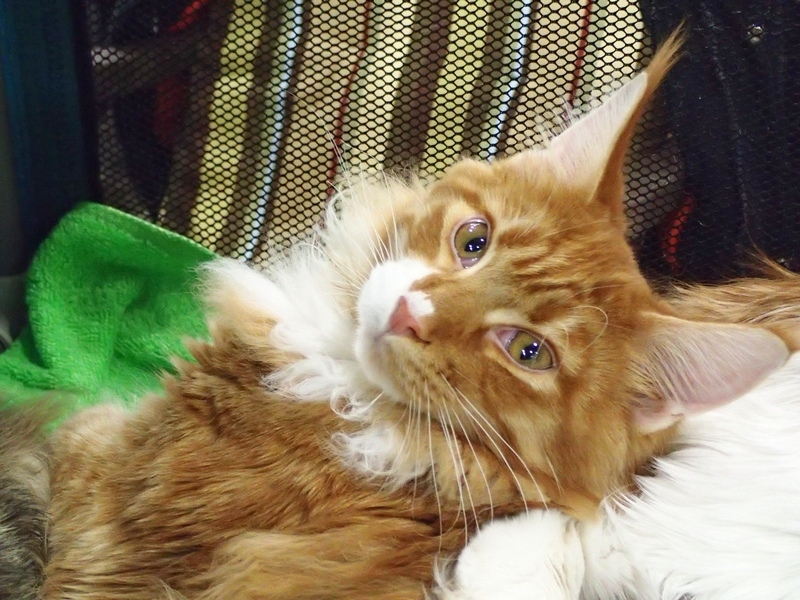 Поговорим о кошках 42