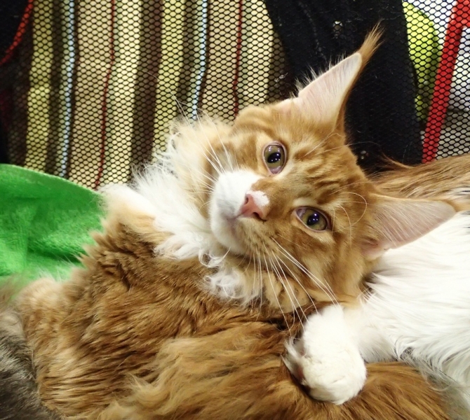 Поговорим о кошках 42