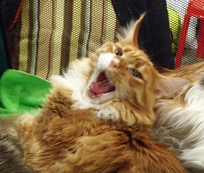 Поговорим о кошках 42