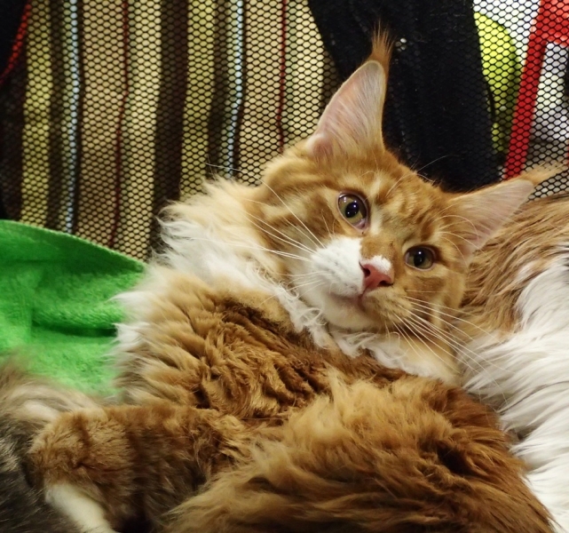 Поговорим о кошках 42