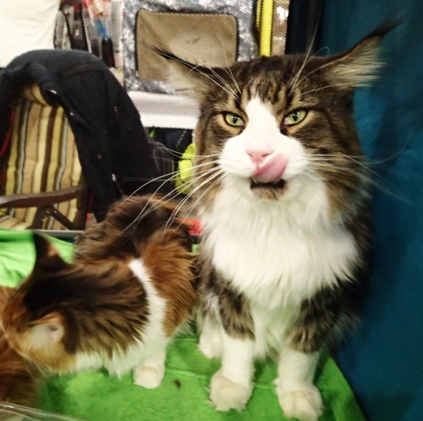 Поговорим о кошках 42