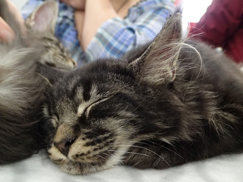 Поговорим о кошках 42