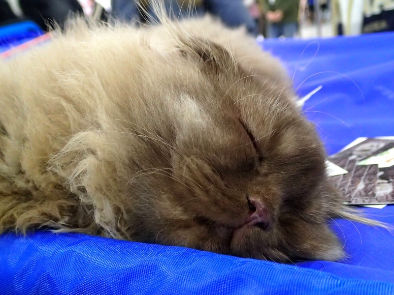 Поговорим о кошках 42