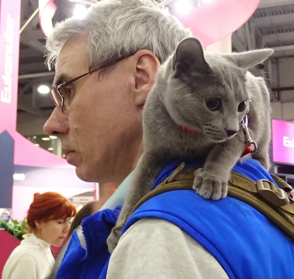 Поговорим о кошках 42