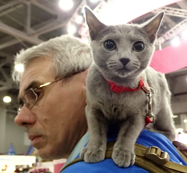 Поговорим о кошках 42