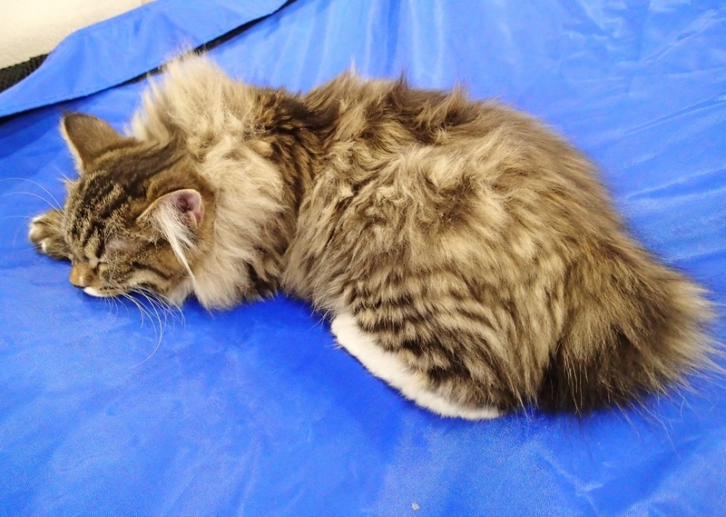 Поговорим о кошках 42