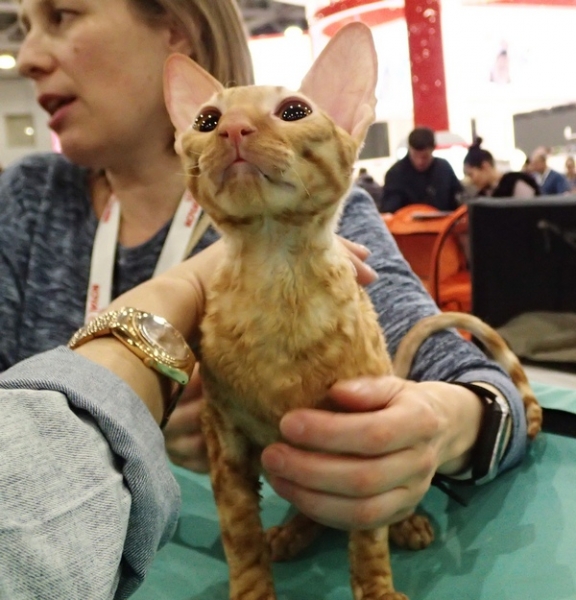 Поговорим о кошках 42