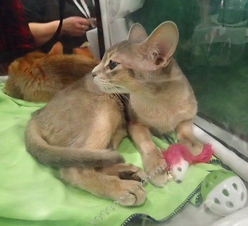 Поговорим о кошках 42