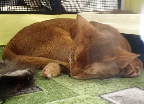 Поговорим о кошках 42