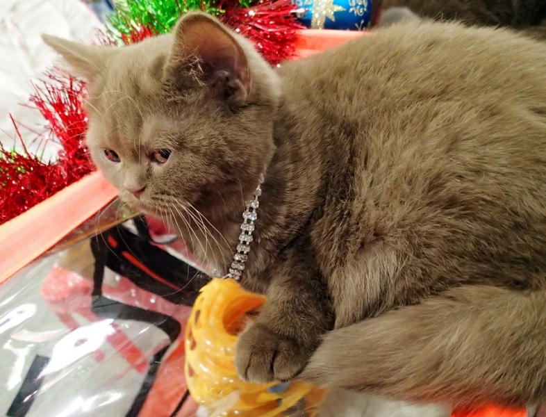 Поговорим о кошках 42