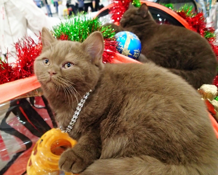 Поговорим о кошках 42