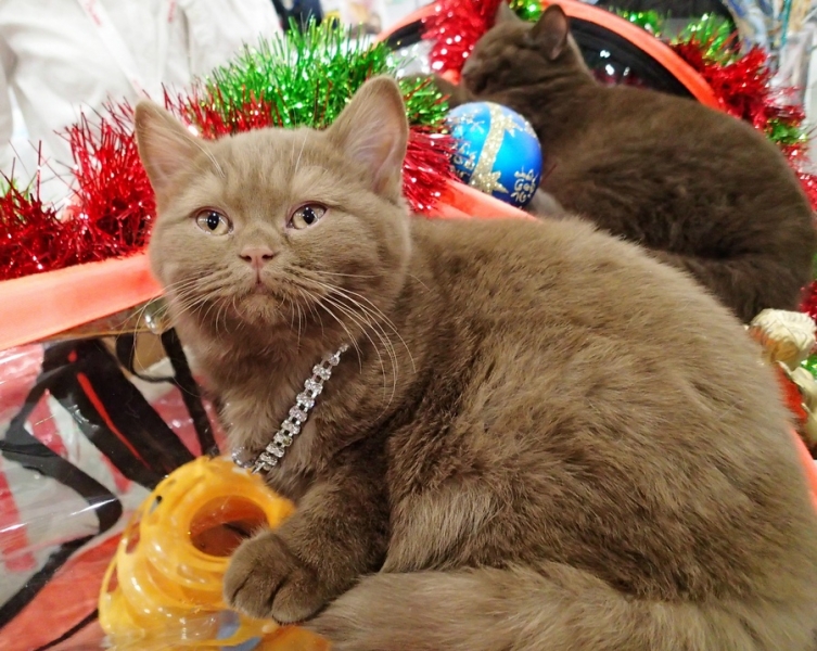 Поговорим о кошках 42