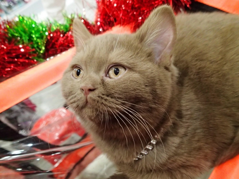 Поговорим о кошках 42