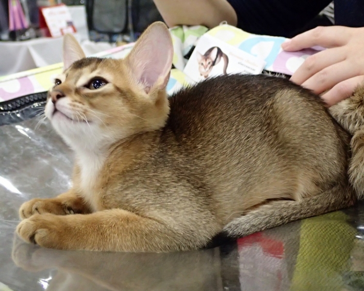 Поговорим о кошках 42