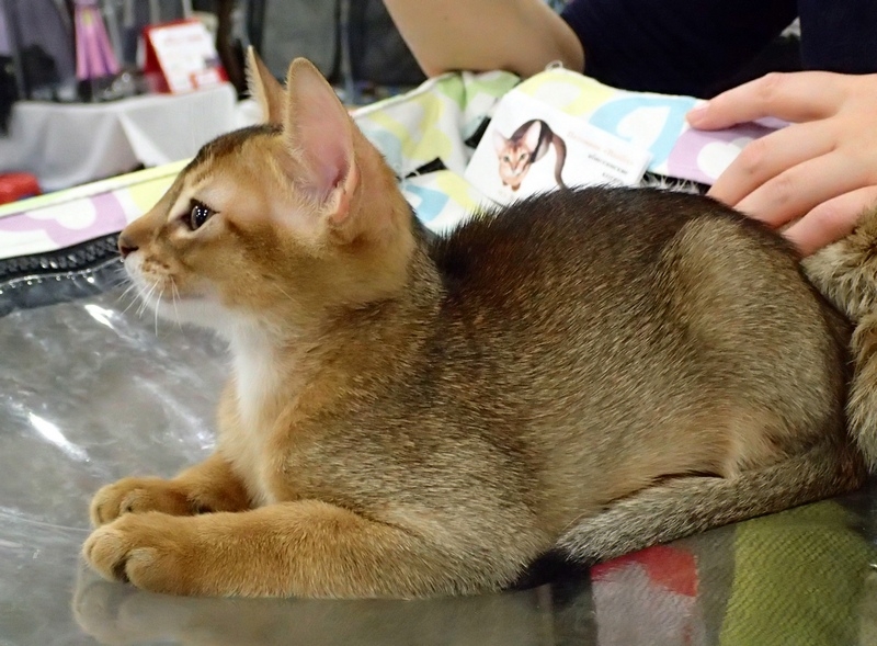 Поговорим о кошках 42