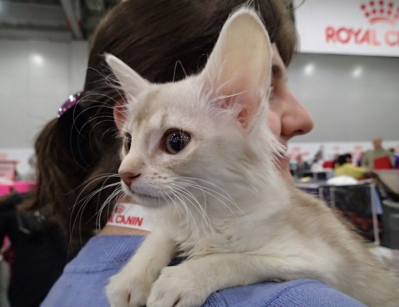 Поговорим о кошках 42