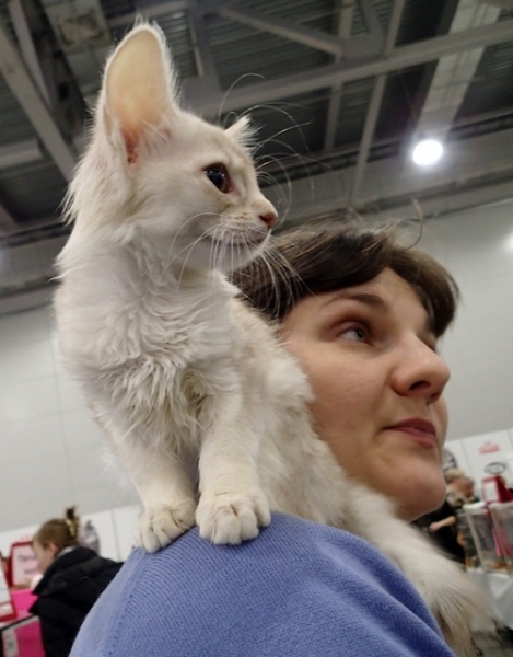 Поговорим о кошках 42