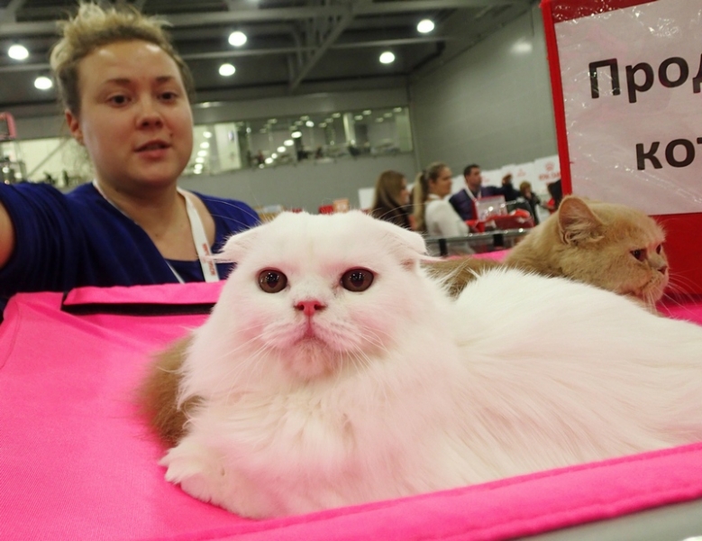 Поговорим о кошках 42