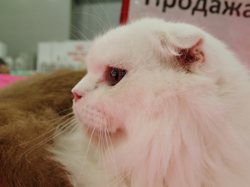 Поговорим о кошках 42