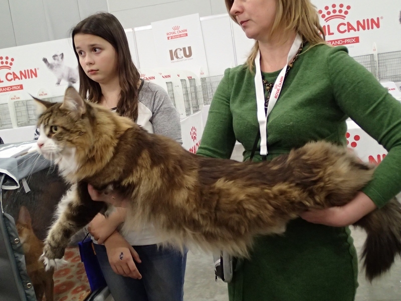 Поговорим о кошках 42