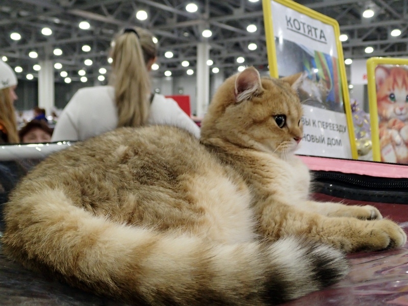 Поговорим о кошках 42