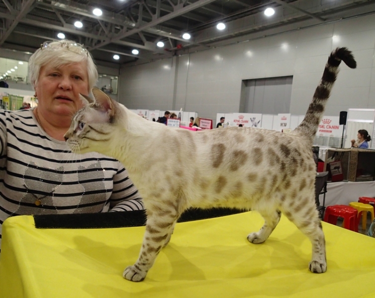 Поговорим о кошках 42