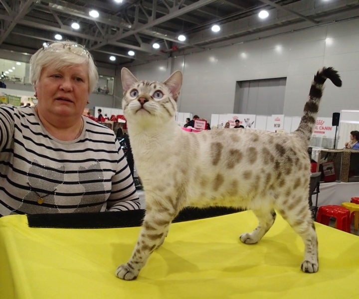 Поговорим о кошках 42