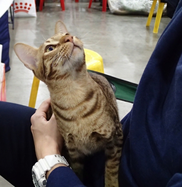 Поговорим о кошках 42