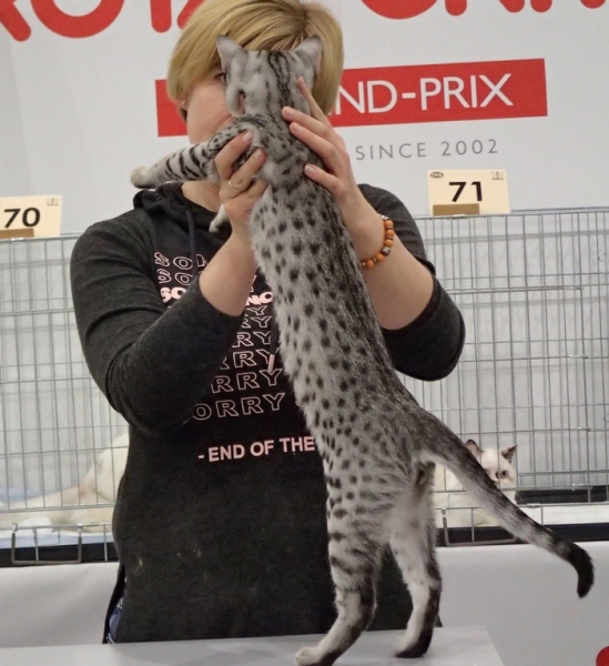 Поговорим о кошках 42